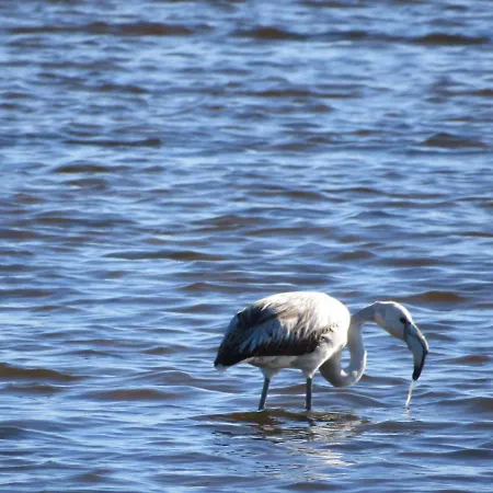 Konukevi Aveiro City Hotel *